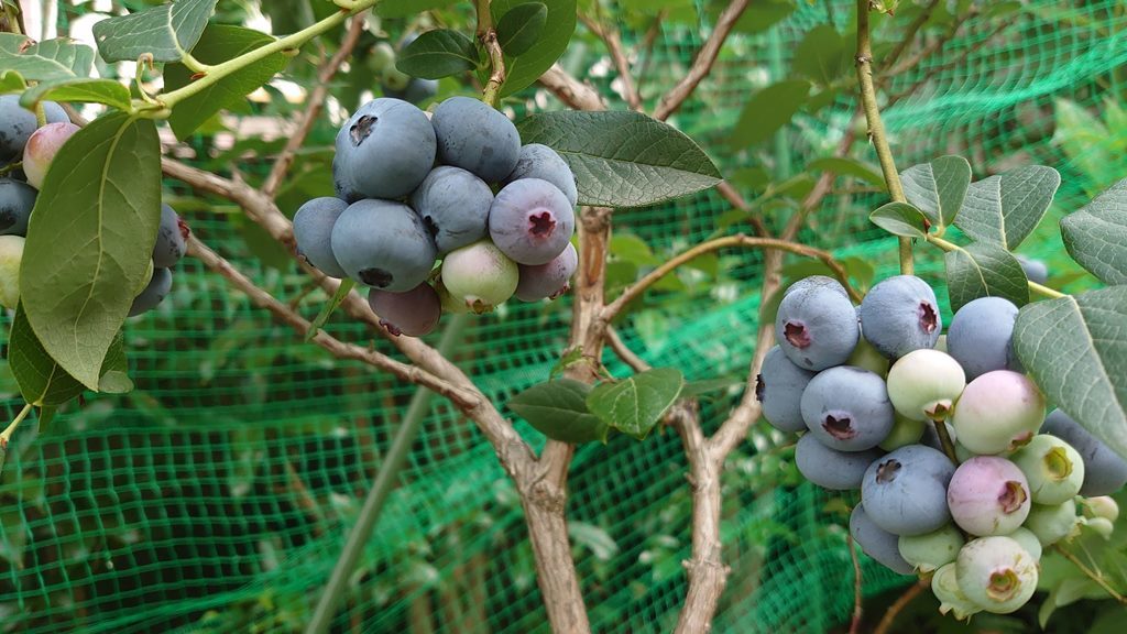 2021 鉢植えブルーベリーの収穫 (その２)_d0358272_16302621.jpg
