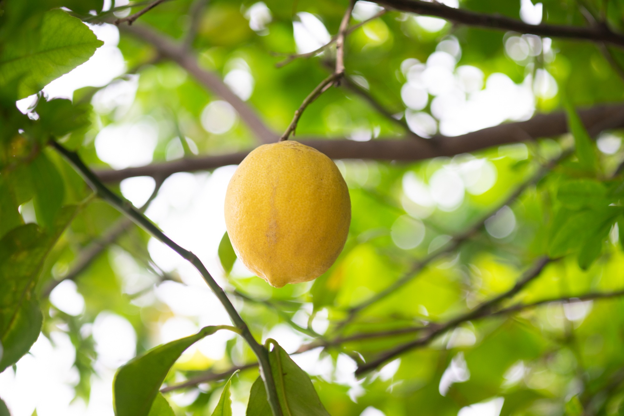PENTAX Bellows Takumar 100mm F4 でぶらり : 写真機持って街 PENTAX Bellows Takumar 100mm F4 でぶらり : 写真機持って街