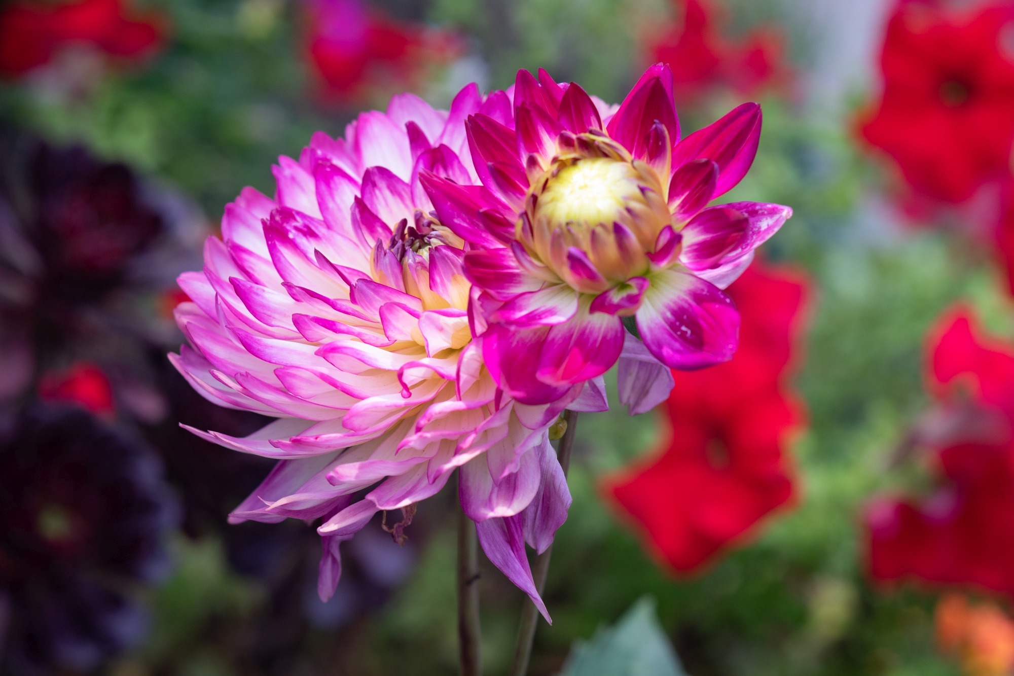 PENTAX Bellows Takumar 100mm F4 でぶらり : 写真機持って街 PENTAX Bellows Takumar 100mm F4 でぶらり : 写真機持って街