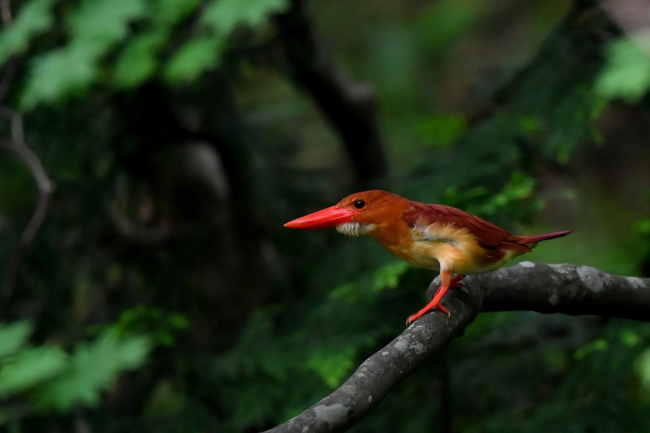 アカショウビンの白い髭 ｔ ｈの野鳥写真