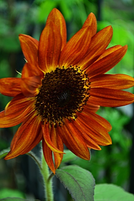 庭の花 花 Tuzuri