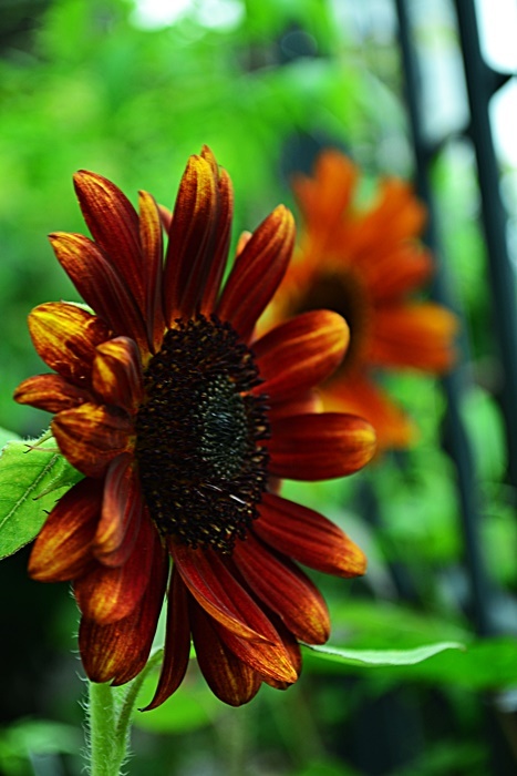 庭の花 花 Tuzuri