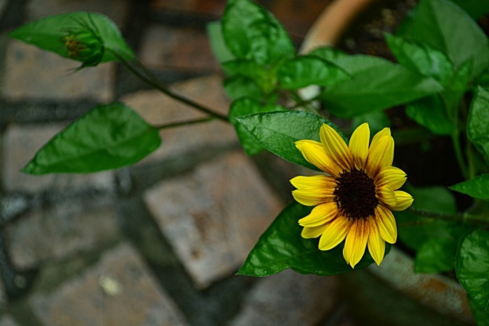 庭の花 花 Tuzuri