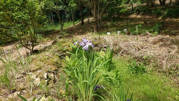 ささゆりに負けぬお寺の花小町_d0051106_20305618.jpg