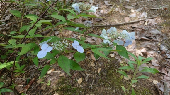 ささゆりに負けぬお寺の花小町_d0051106_20311826.jpg