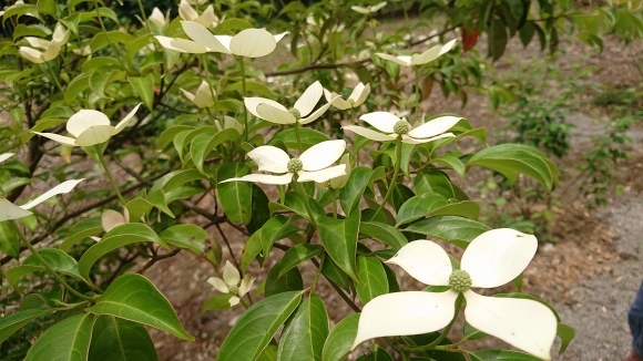 ささゆりに負けぬお寺の花小町_d0051106_20322058.jpg