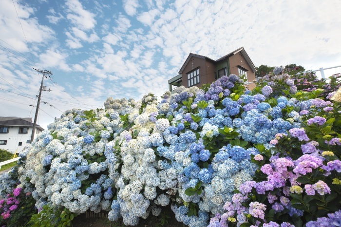 紫陽花の壁 風の色紀行