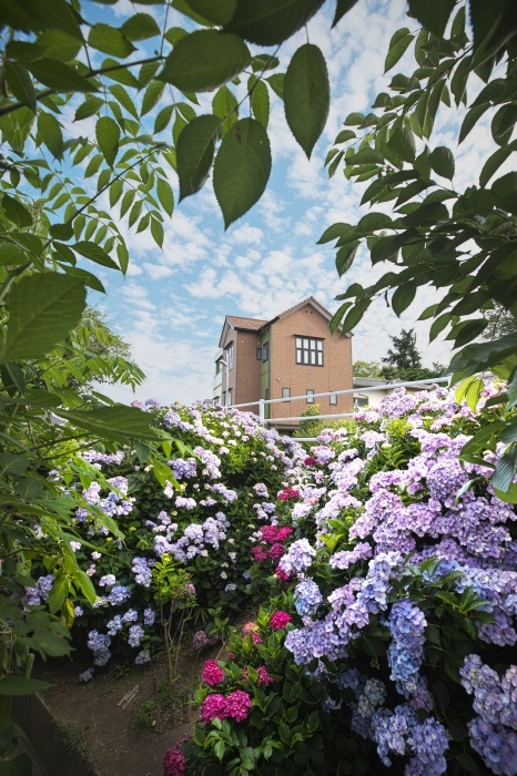 紫陽花の壁 風の色紀行