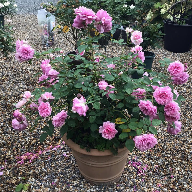 シスターエリザベスの2番花と退屈なショパンのワルツ バラやらナンやら シスターエリザベスの2番花と退屈なショパンのワルツ バラやらナンやら
