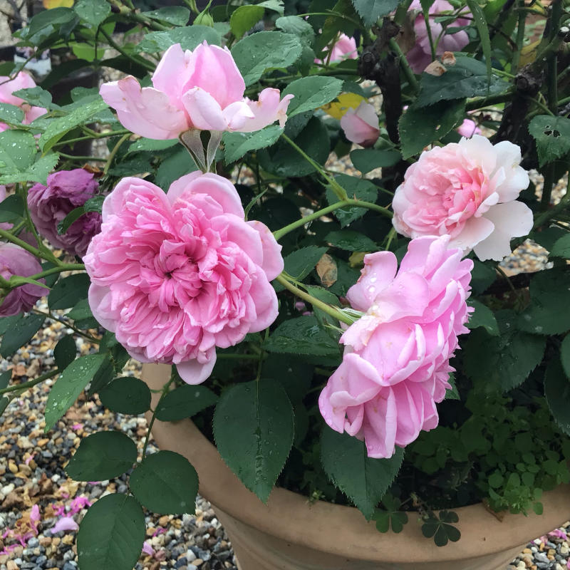 シスターエリザベスの2番花と退屈なショパンのワルツ_c0404712_20264065.jpg