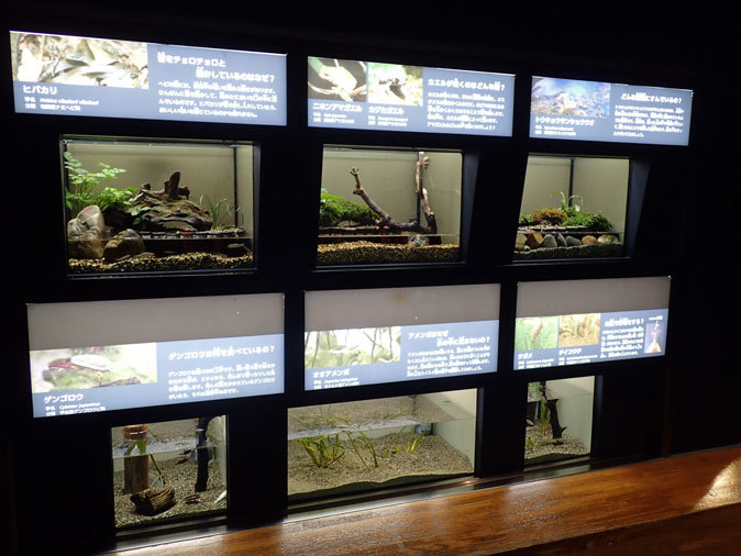 プチ・リニューアルな水生物園~かさなるタイコウチ(井の頭自然文化園 March 2020)_b0355317_12482945.jpg