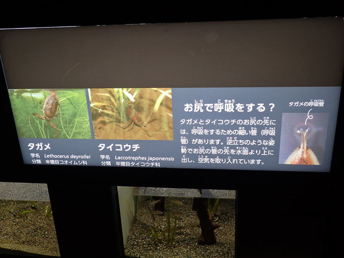 プチ・リニューアルな水生物園~かさなるタイコウチ(井の頭自然文化園 March 2020)_b0355317_12500493.jpg