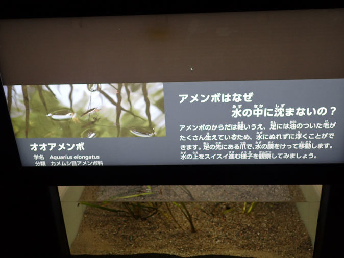 プチ・リニューアルな水生物園~かさなるタイコウチ(井の頭自然文化園 March 2020)_b0355317_12532175.jpg