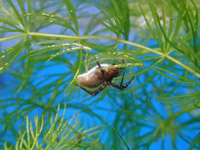 プチ・リニューアルな水生物園~かさなるタイコウチ(井の頭自然文化園 March 2020)_b0355317_12563746.jpg