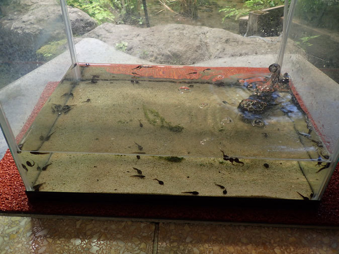 プチ・リニューアルな水生物園~かさなるタイコウチ(井の頭自然文化園 March 2020)_b0355317_12571361.jpg