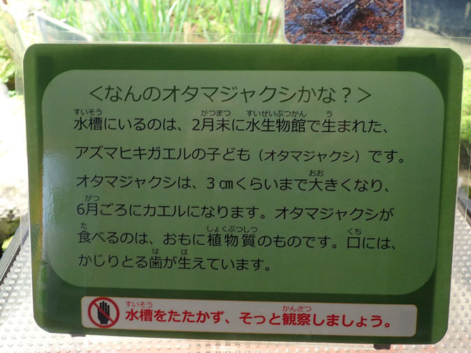プチ・リニューアルな水生物園~かさなるタイコウチ(井の頭自然文化園 March 2020)_b0355317_12573736.jpg