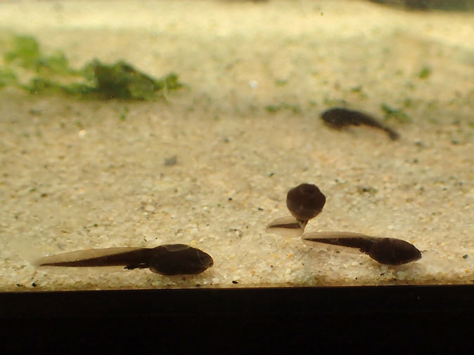 プチ・リニューアルな水生物園~かさなるタイコウチ(井の頭自然文化園 March 2020)_b0355317_12580745.jpg