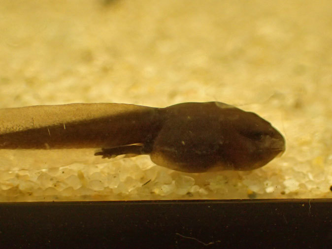 プチ・リニューアルな水生物園~かさなるタイコウチ(井の頭自然文化園 March 2020)_b0355317_12583052.jpg