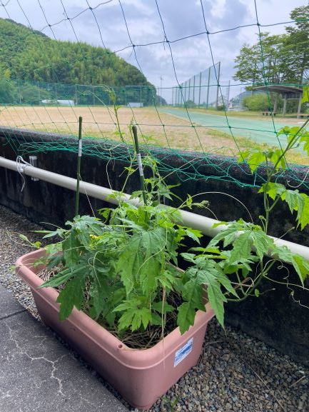緑のカーテン始めました🍀_c0219018_14440678.jpg