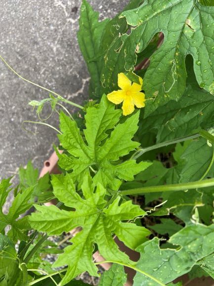 緑のカーテン始めました🍀_c0219018_14441168.jpg