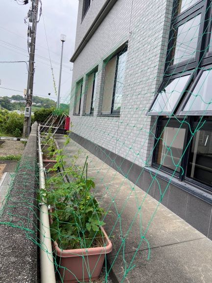 緑のカーテン始めました🍀_c0219018_14441446.jpg