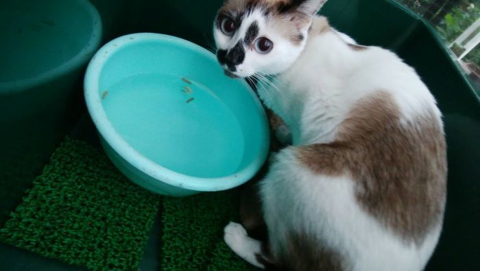 猫と亀_c0155326_08333564.jpg