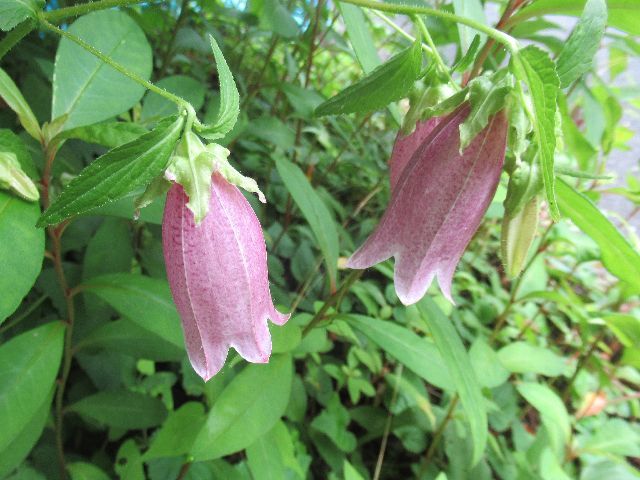 遠雷の落花誘ふや通り雨_a0395927_07165829.jpg