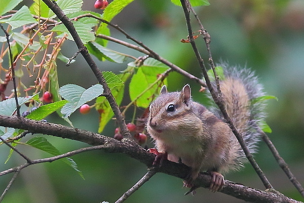 サクランボを食べに来たシマリス_e0413627_16395535.jpg