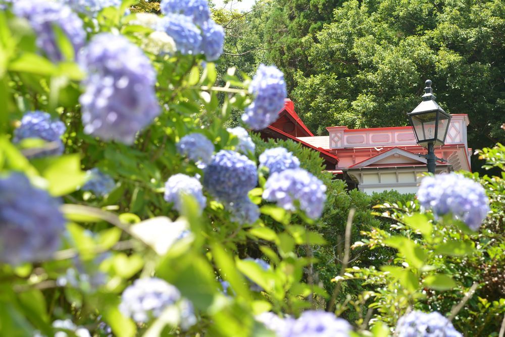 小熊写真館とアジサイ_e0373930_17323679.jpg