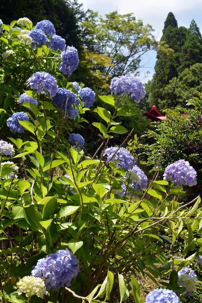 小熊写真館とアジサイ_e0373930_17323690.jpg