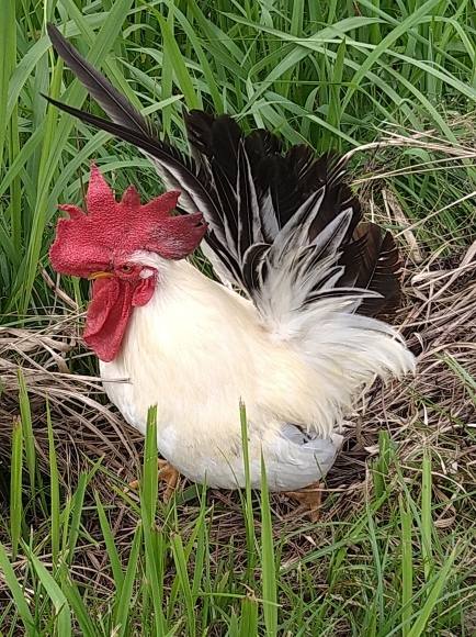 韓国春蘭 (仮)お吉 : 蘭万園日記