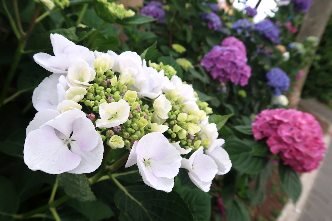 紫陽花咲くボルセーナ湖畔と野鳥たち_f0234936_01383963.jpg