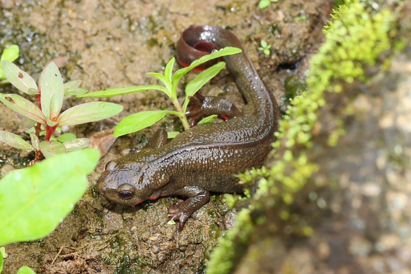 神奈川県のアカハライモリ ワイルド ワイルド 神奈川県のアカハライモリ ワイルド ワイルド