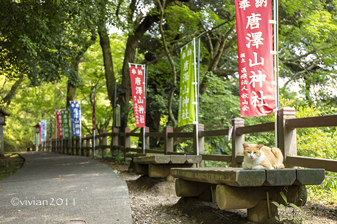 佐野　唐沢山（からさわやま）城址の唐澤山神社　～猫たちに癒される～_e0227942_21425950.jpg