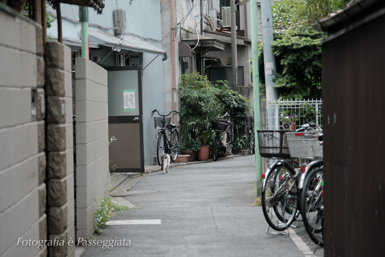 21散歩〜夏　東京散歩・町屋辺り　ねこ_e0399061_02540325.jpg