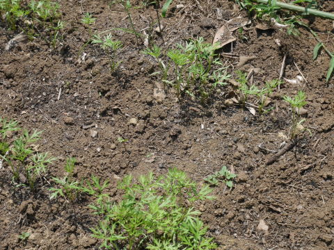 トウモロコシ初収穫、キャベツ種蒔き、草取りなど6・22～26_c0014967_06590911.jpg