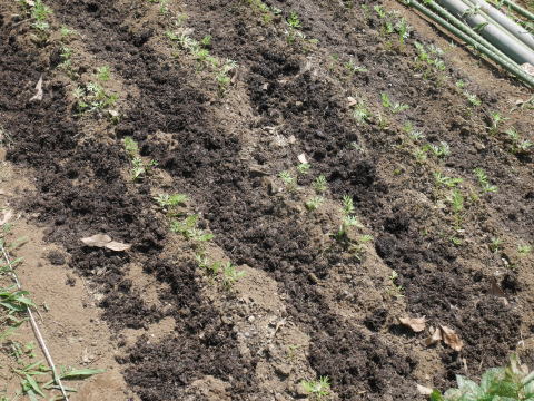 トウモロコシ初収穫、キャベツ種蒔き、草取りなど6・22～26_c0014967_06593332.jpg