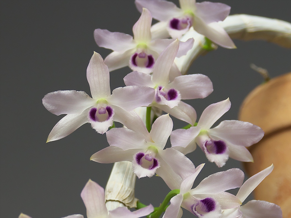 Dendrobium (Den.) parishii fma. coerulea : 花咲かじいちゃん