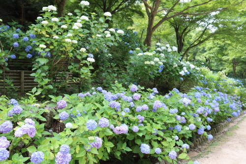 神戸森林植物園２ あじさい坂 風の通る庭