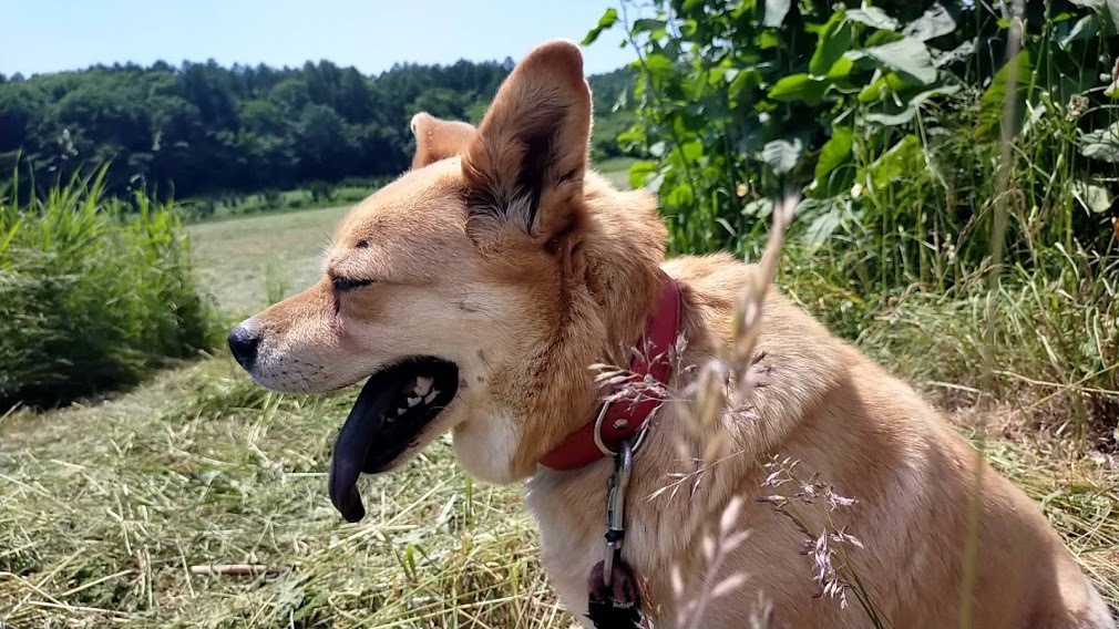 ねこや食堂日記