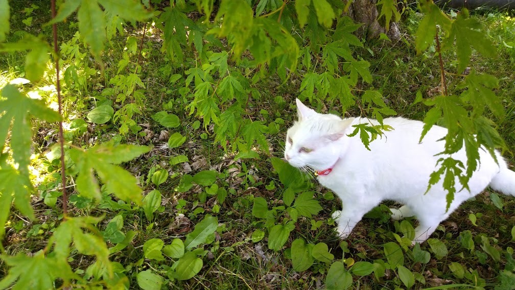 ねこや食堂日記