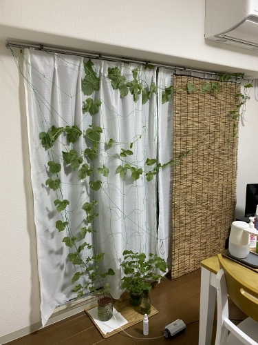 朝顔水耕栽培 ねぎし泌尿器科 内科ブログ
