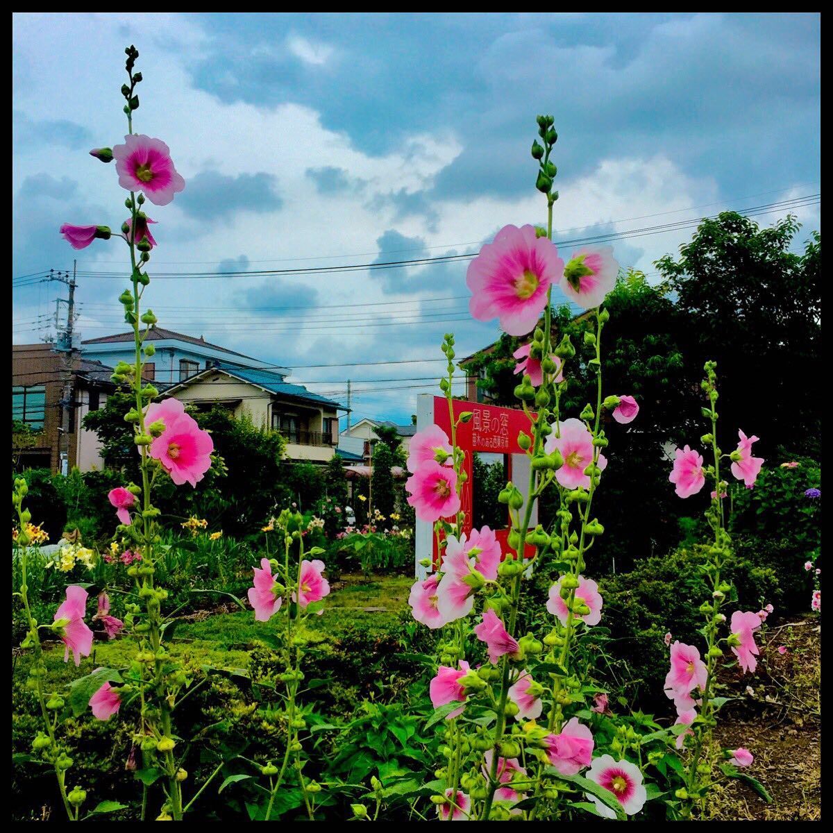 6月27日 日 梅雨葵の咲く風景 毎日jogjob日誌 By東良美季