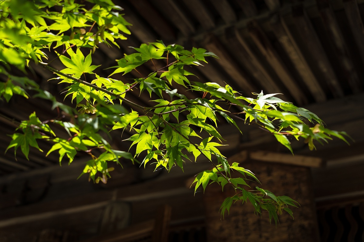 青紅葉の定光寺 Soul Eyes