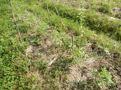 自然農の畑 6月下旬_d0366590_12414215.jpg