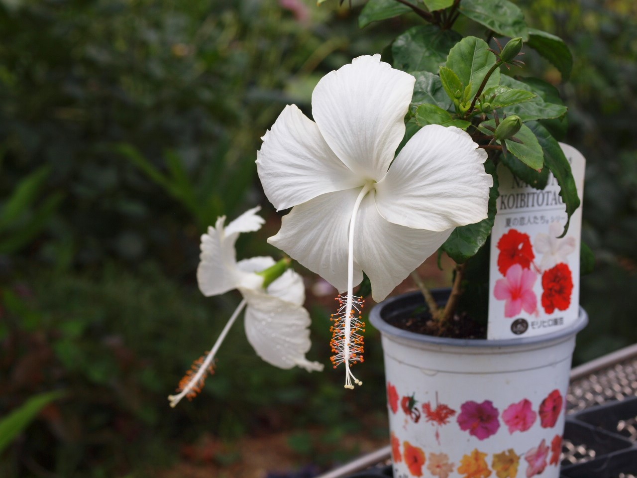 ハイビスカス Flowers