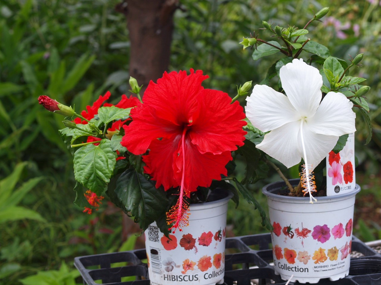 ハイビスカス Flowers