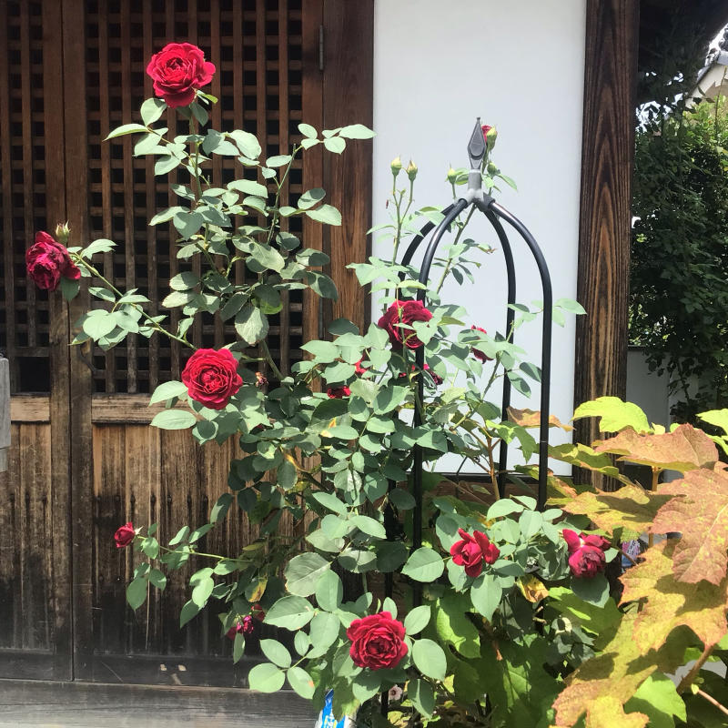 オデュッセイアの2番花 癌腫 バラやらナンやら オデュッセイアの2番花 癌腫 バラやらナンやら