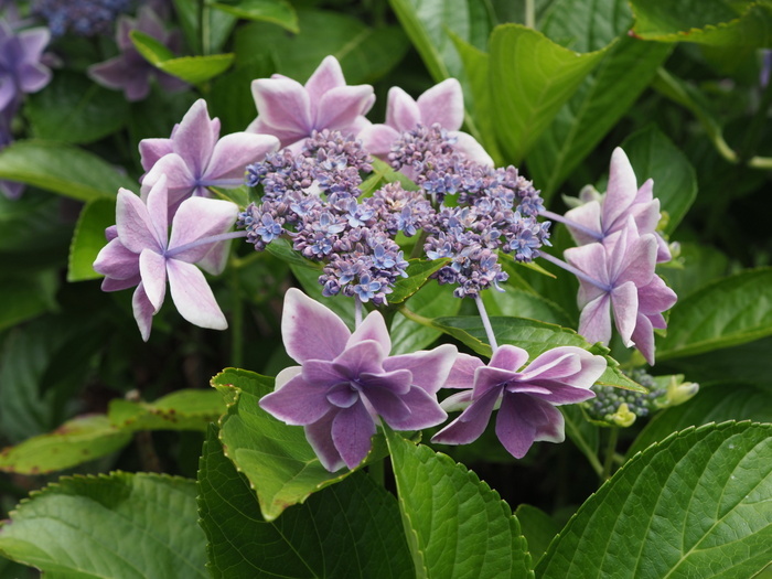 庭の紫陽花_c0116915_23394192.jpg