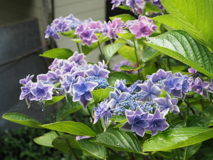 庭の紫陽花_c0116915_23395078.jpg